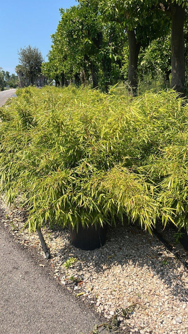 Fargesia Rufa (Bambù) — vaso 30 litri