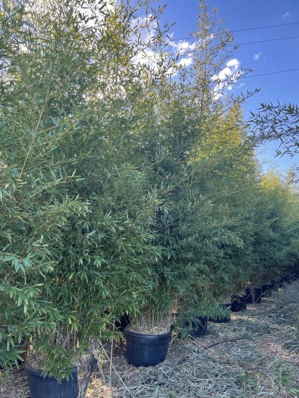 Phyllostachys Aurea (Bambù dorato) — altezza 350/400 cm, vaso 150 litri
