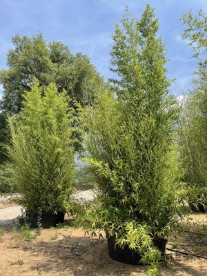 Phyllostachys Aurea (Bambù dorato) — altezza 500/550 cm, vaso 750 litri