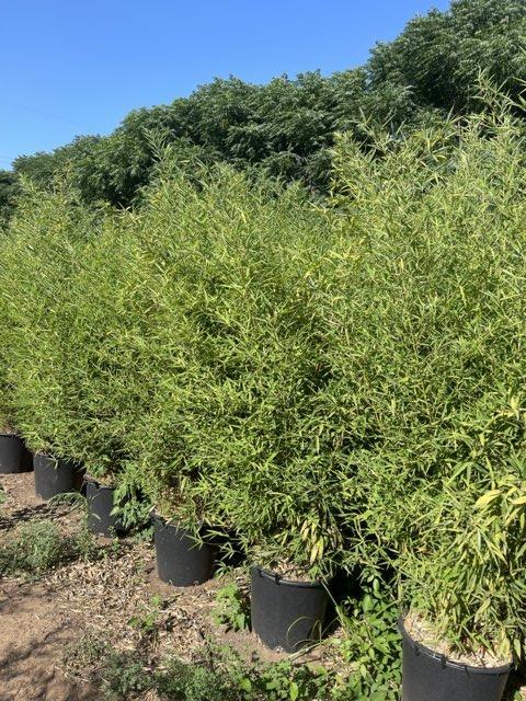 Phyllostachys Aurea (Bambù dorato) — altezza 300/350 cm, vaso 55 litri