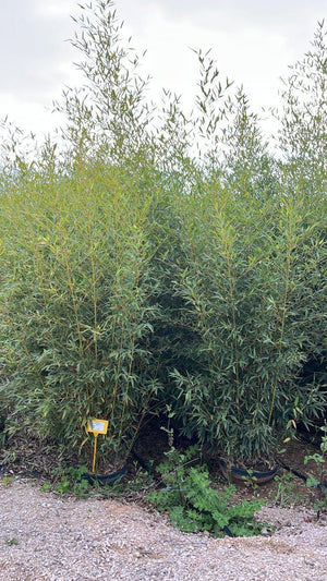 Phyllostachys Aurea (Bambù dorato) — altezza 250/300 cm, vaso 45 litri