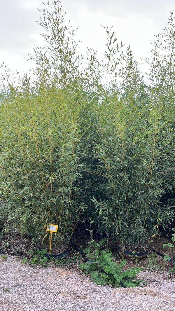 Phyllostachys Aurea (Bambù dorato) — altezza 250/300 cm, vaso 45 litri