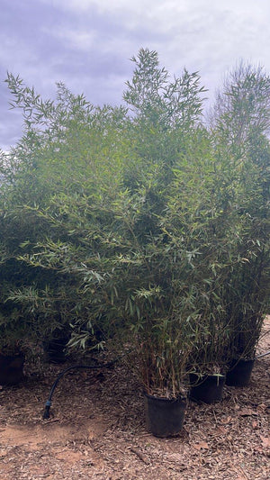 Phyllostachys Aurea (Bambù dorato) — altezza 250/300 cm, vaso 30 litri