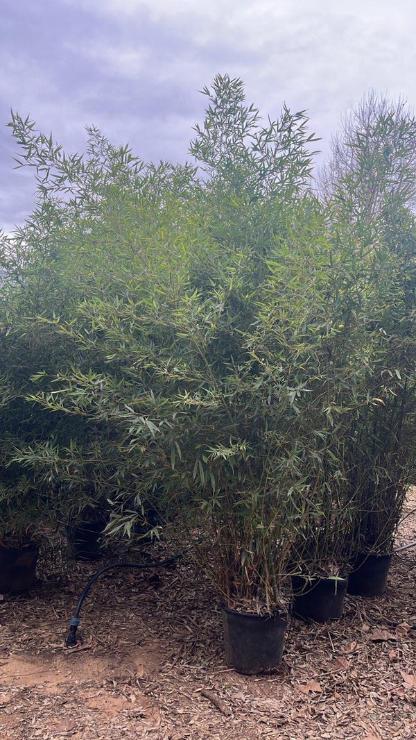 Phyllostachys Aurea (Bambù dorato) — altezza 250/300 cm, vaso 30 litri