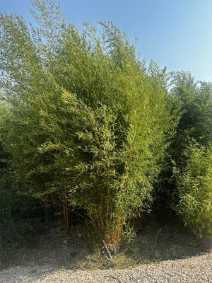 Phyllostachys Aurea (Bambù dorato) — altezza 350/400 cm, vaso 70 litri