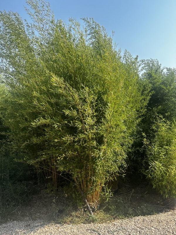 Phyllostachys Aurea (Bambù dorato) — altezza 350/400 cm, vaso 70 litri