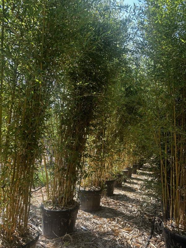 Phyllostachys Aureosulcata Spectabilis — Nuvola, altezza 400/450 cm, vaso 130 litri