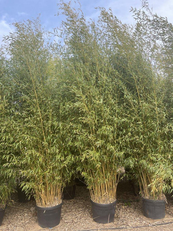 Phyllostachys Aureosulcata Spectabilis — altezza 300/350 cm, vaso 70 litri