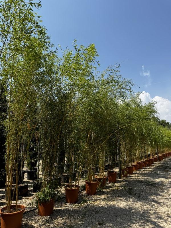 Phyllostachys Aureosulcata Spectabilis — altezza 300/350 cm, vaso 25 litri