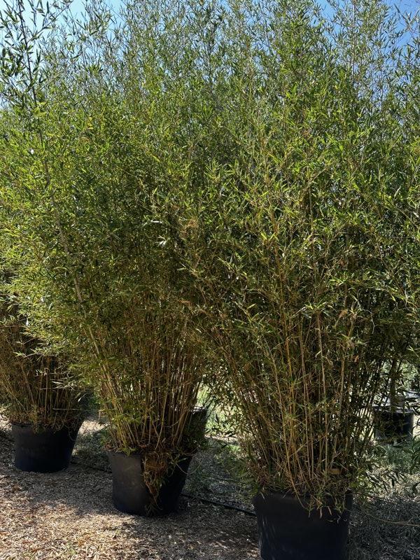 Phyllostachys Bissetii (Bambù) — altezza 450/500 cm, vaso 350 litri