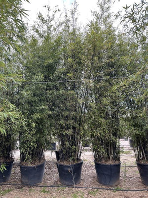 Phyllostachys Nigra (Bambù nero) — altezza 450/500 cm, vaso 350 litri