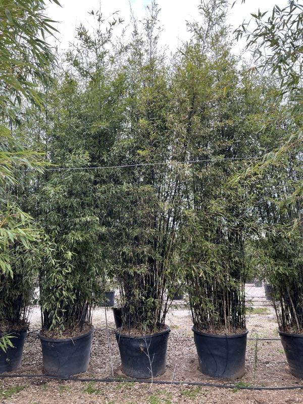Phyllostachys Nigra (Bambù nero) — altezza 450/500 cm, vaso 350 litri