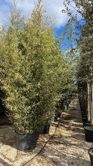 Phyllostachys Nigra (Bambù nero) — altezza 300/350 cm, vaso 110 litri