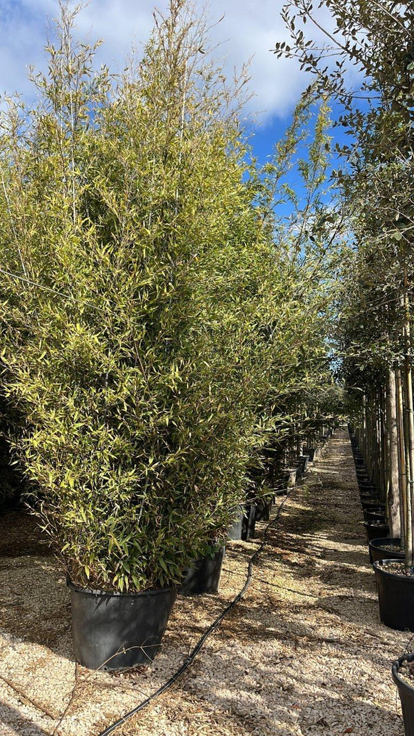 Phyllostachys Nigra (Bambù nero) — altezza 300/350 cm, vaso 110 litri