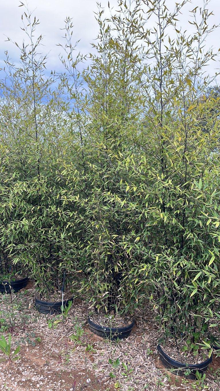 Phyllostachys Nigra (Bambù nero) — altezza 250/300 cm, vaso 45 litri