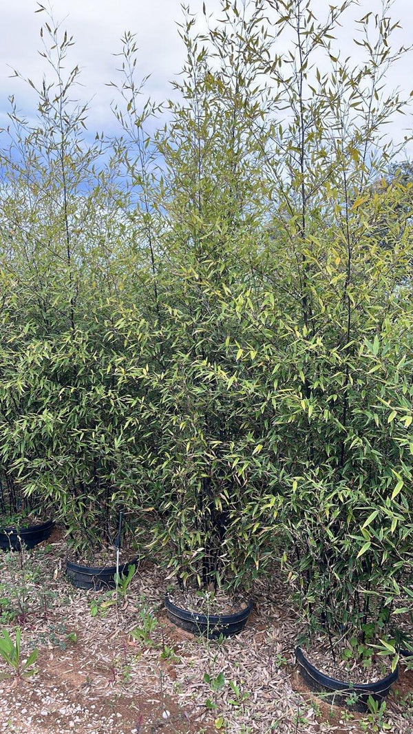 Phyllostachys Nigra (Bambù nero) — altezza 250/300 cm, vaso 45 litri