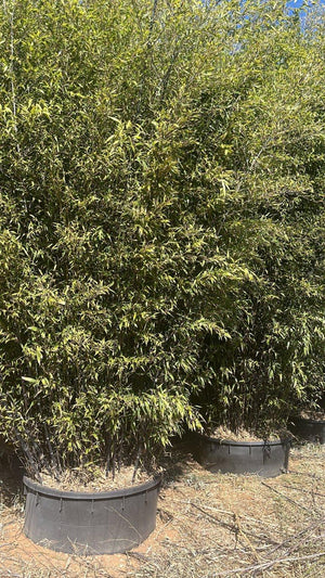 Phyllostachys Nigra (Bambù nero) — altezza 500/550 cm, vaso 750 litri