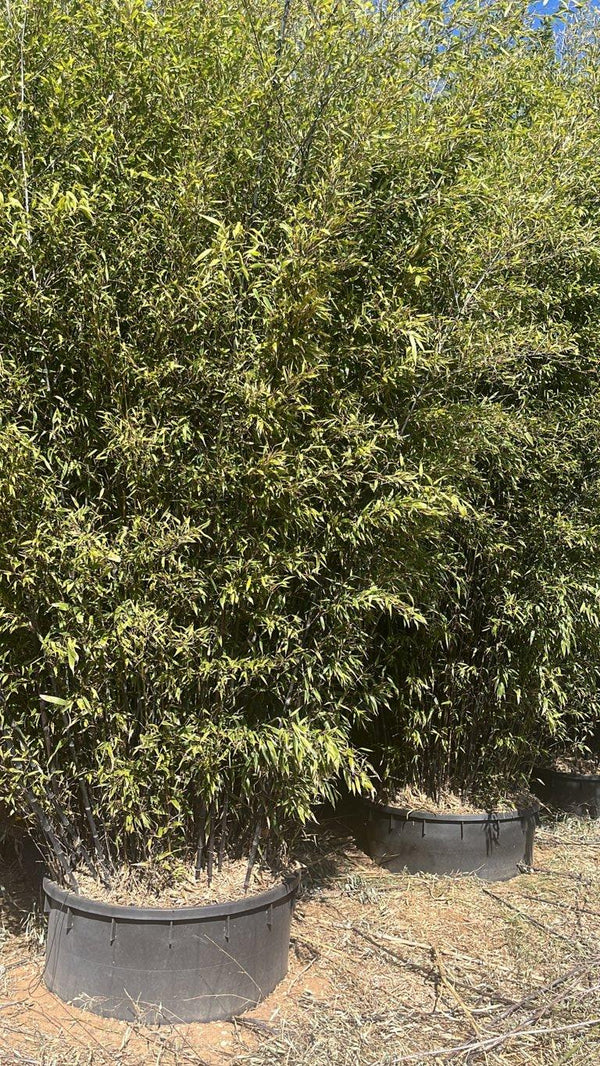 Phyllostachys Nigra (Bambù nero) — altezza 500/550 cm, vaso 750 litri