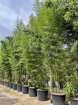 Phyllostachys Vivax (Bambù gigante) — altezza 700/750 cm, vaso 350 litri
