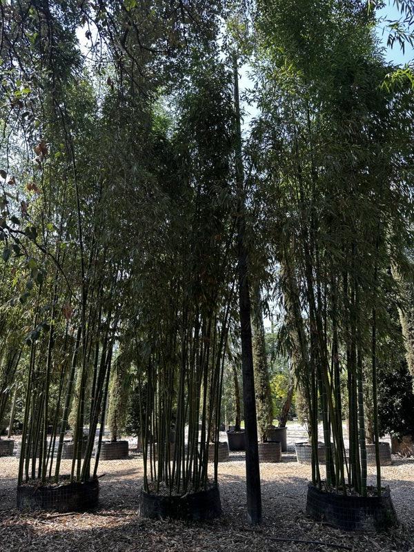 Phyllostachys Vivax (Bambù gigante) — altezza 800/900 cm, in rete