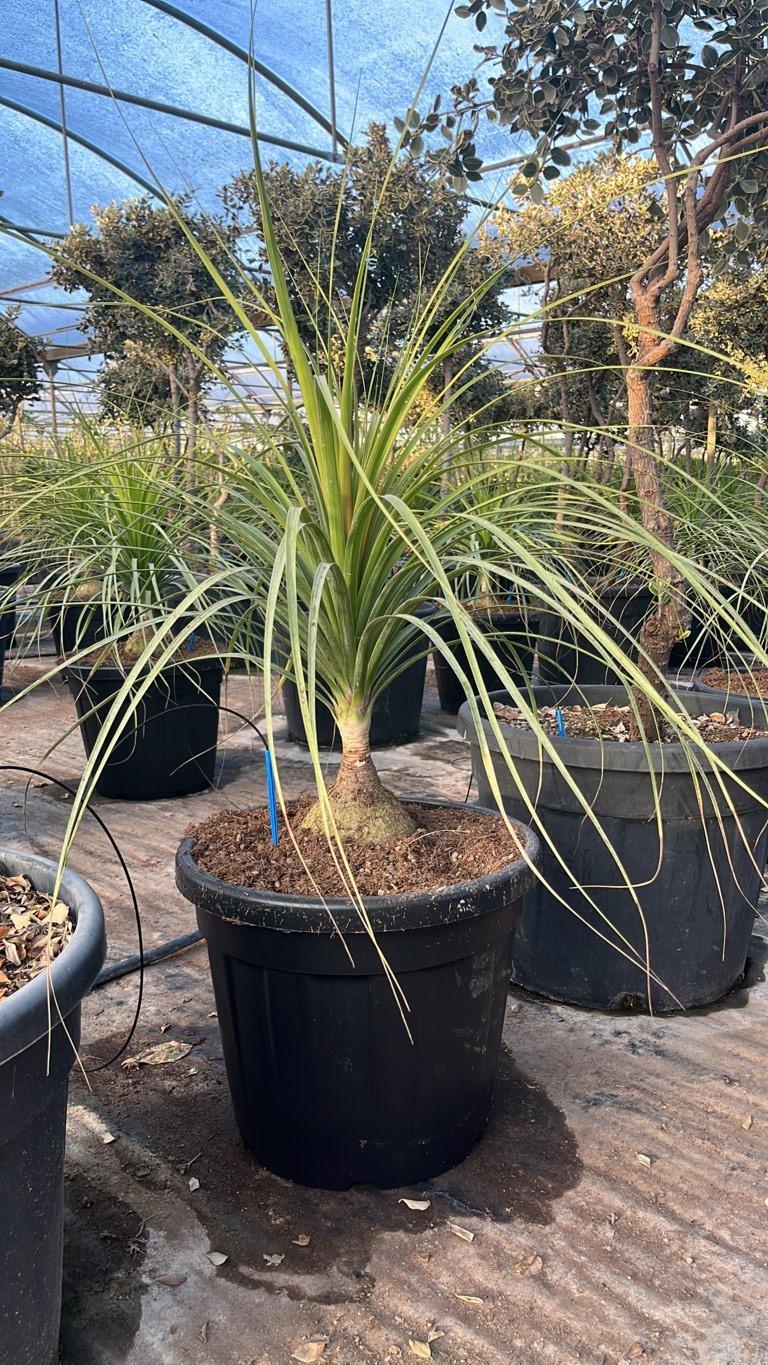 Beaucarnea Recurvata (Pianta mangiafumo) — vaso 35 litri