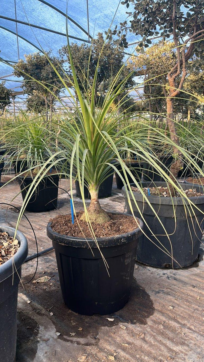 Beaucarnea Recurvata (Pianta mangiafumo) — vaso 35 litri