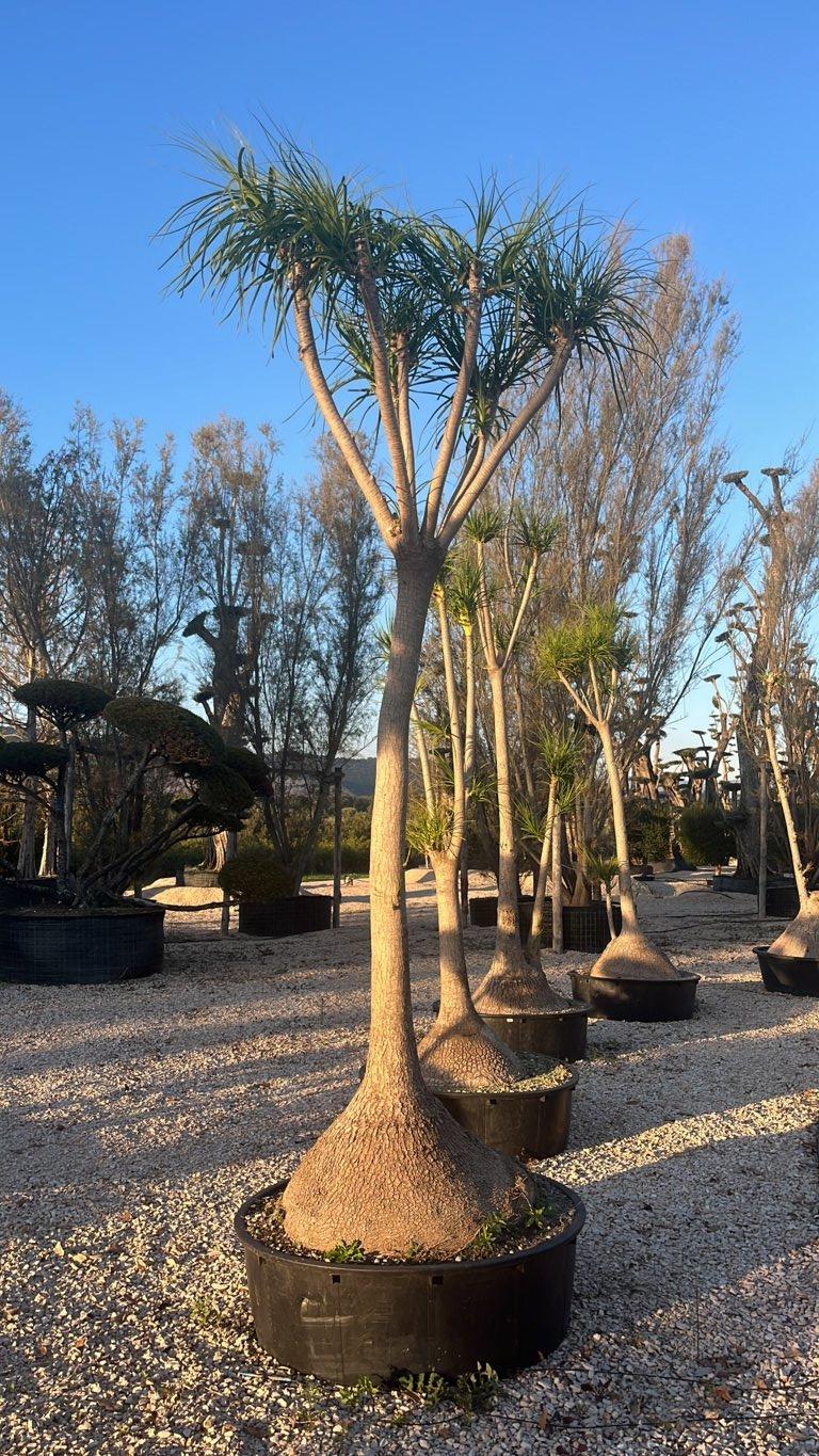 Beaucarnea Recurvata (Pianta mangiafumo) — altezza 250/300 cm, vaso 275 litri