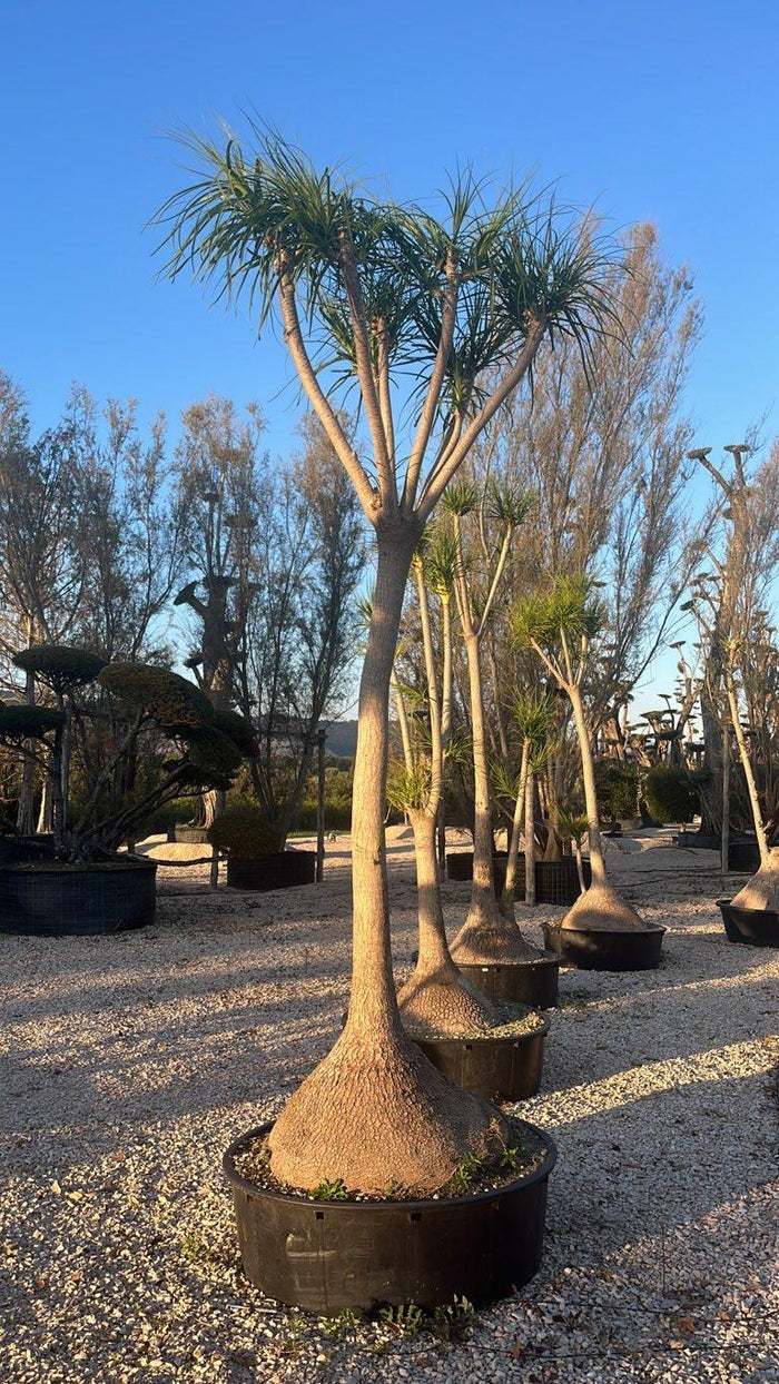 Beaucarnea Recurvata (Pianta mangiafumo) — altezza 250/300 cm, vaso 275 litri