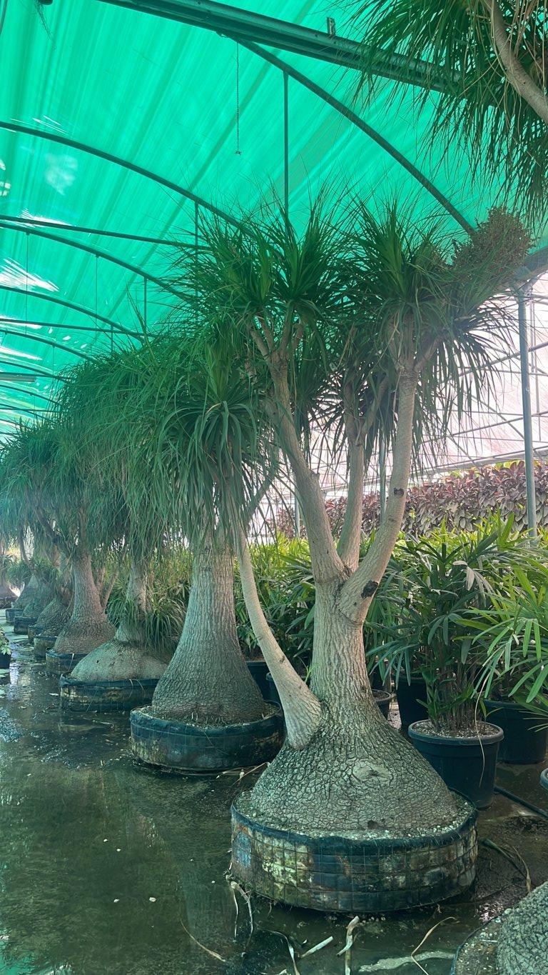 Beaucarnea Recurvata (Pianta mangiafumo) — Esemplare, in rete
