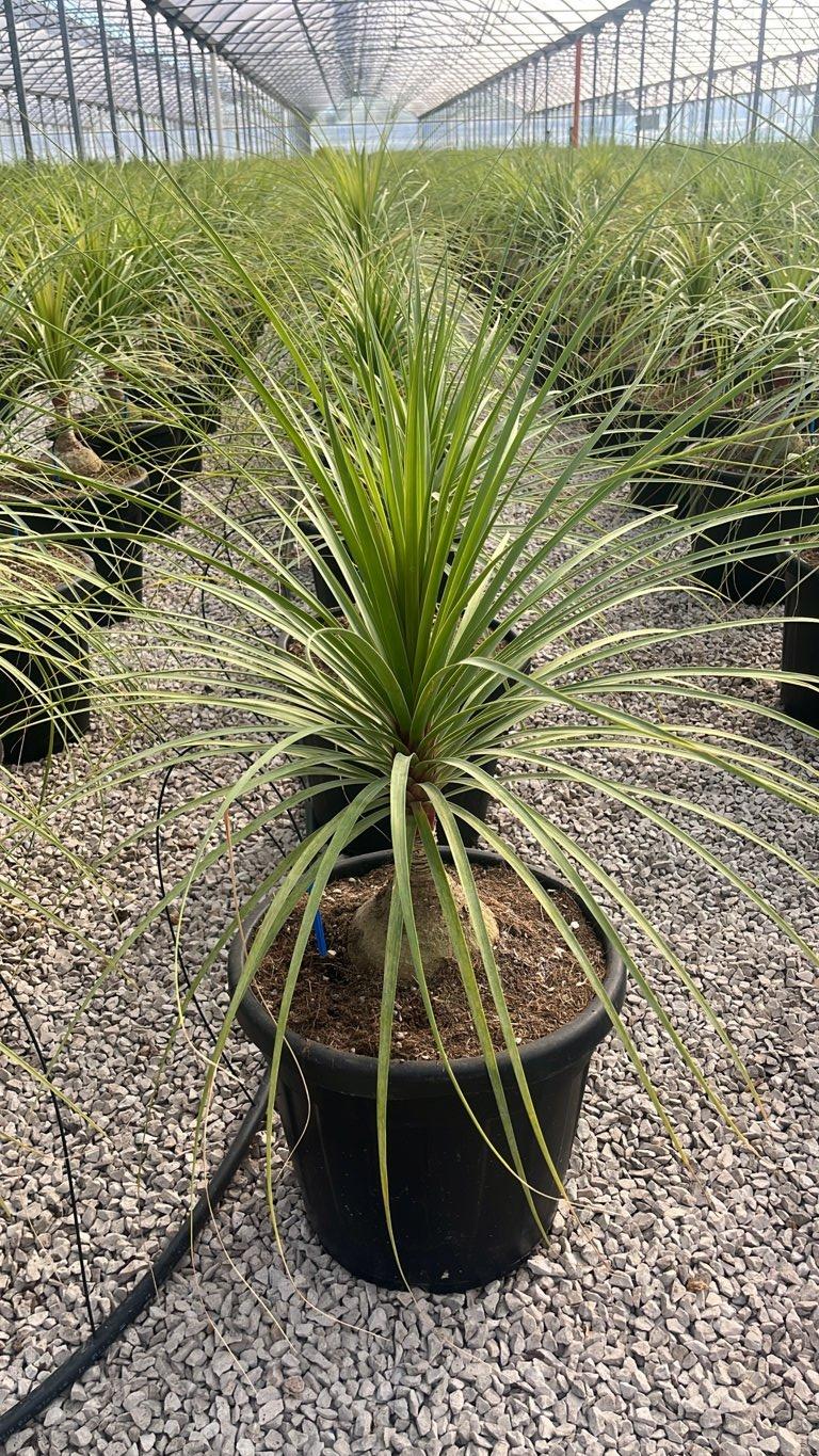 Beaucarnea Recurvata (Pianta mangiafumo) — vaso 30 litri