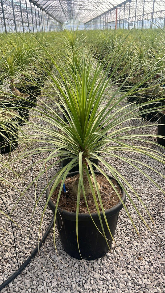 Beaucarnea Recurvata (Pianta mangiafumo) — vaso 30 litri