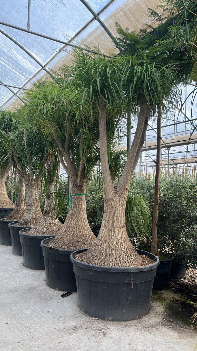Beaucarnea Recurvata (Pianta mangiafumo) — tronco altezza 250/300 cm, vaso 500 litri