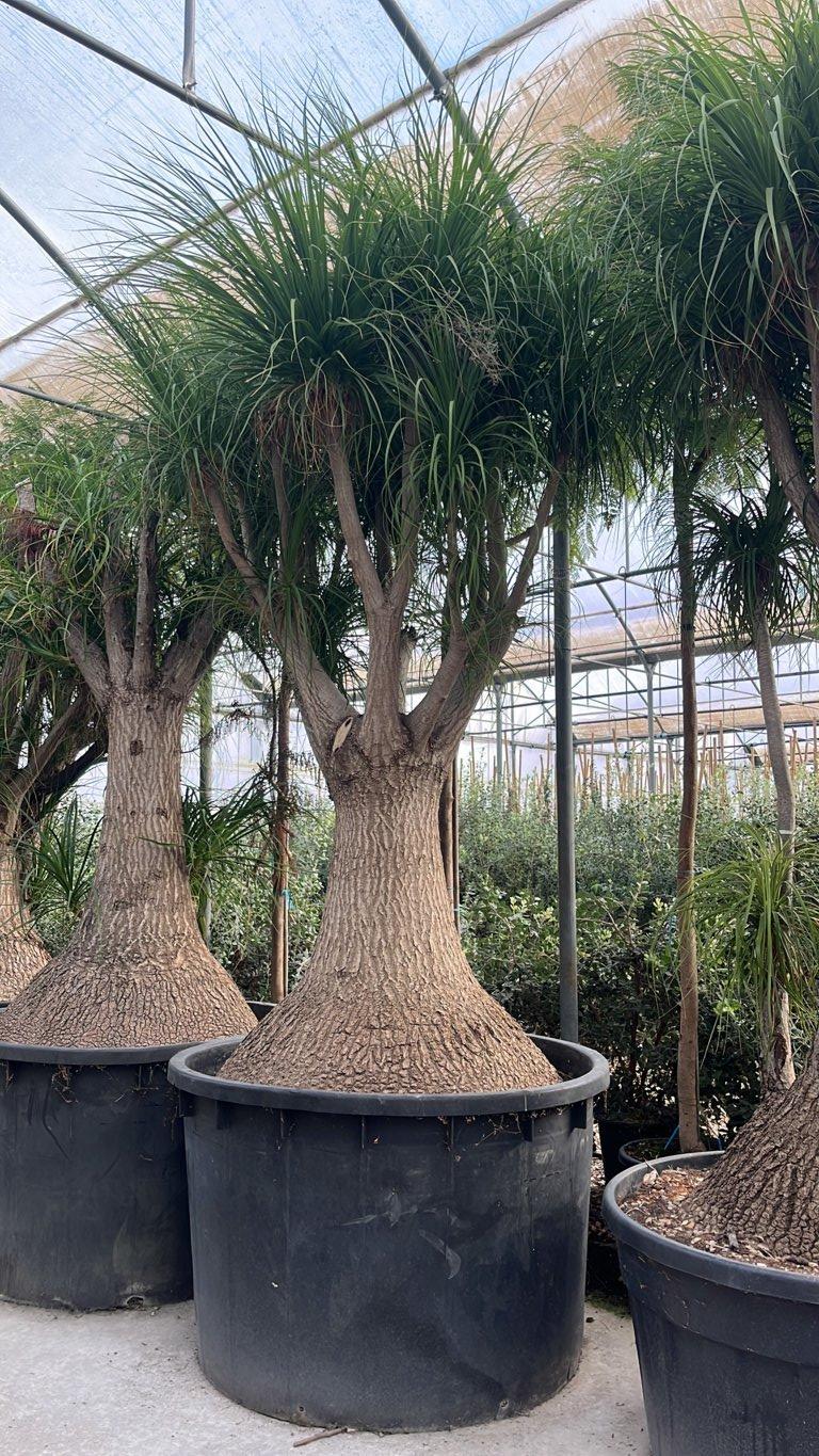 Beaucarnea Recurvata (Pianta mangiafumo) — tronco altezza 250/300 cm, vaso 1000 litri