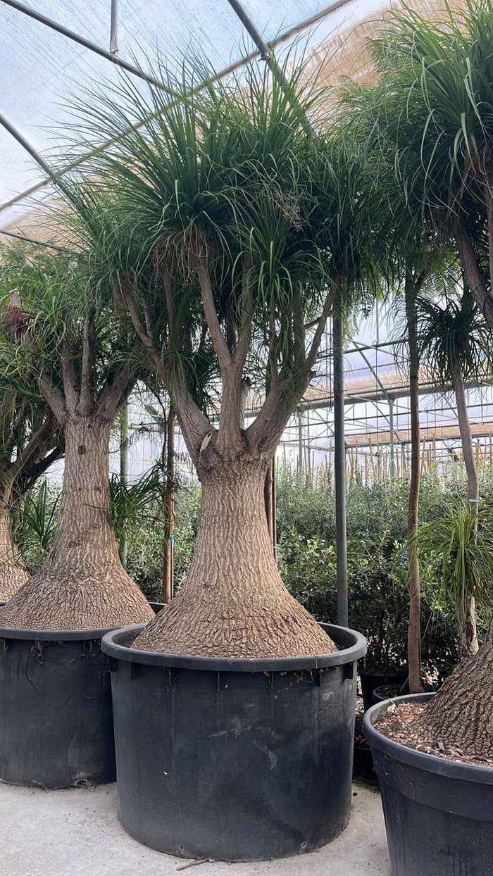 Beaucarnea Recurvata (Pianta mangiafumo) — tronco altezza 250/300 cm, vaso 1000 litri