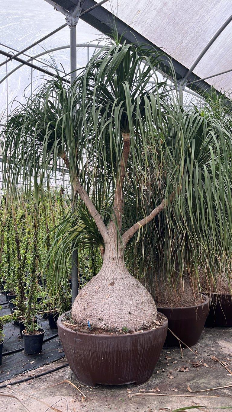 Beaucarnea Recurvata (Pianta mangiafumo) — tronco altezza 250/300 cm, Urban 700
