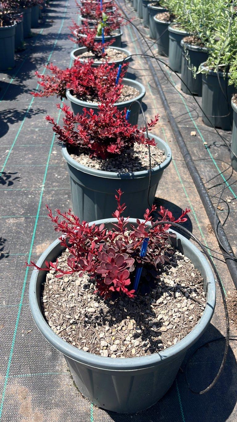 Berberis Thunbergii Fireball (Crespino) — Cespuglio, vaso 9 litri