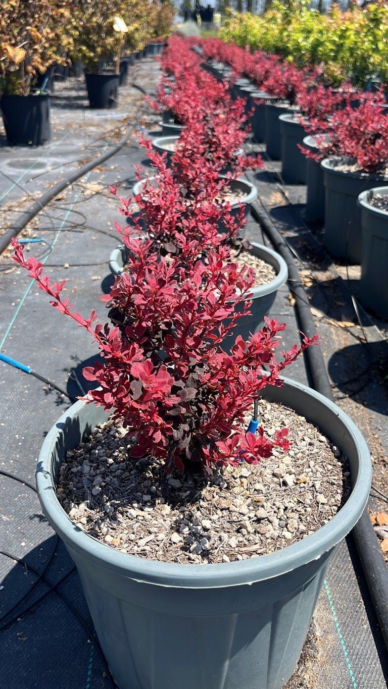 Berberis Thunbergii Inspiration (Crespino) — Cespuglio, vaso 9 litri
