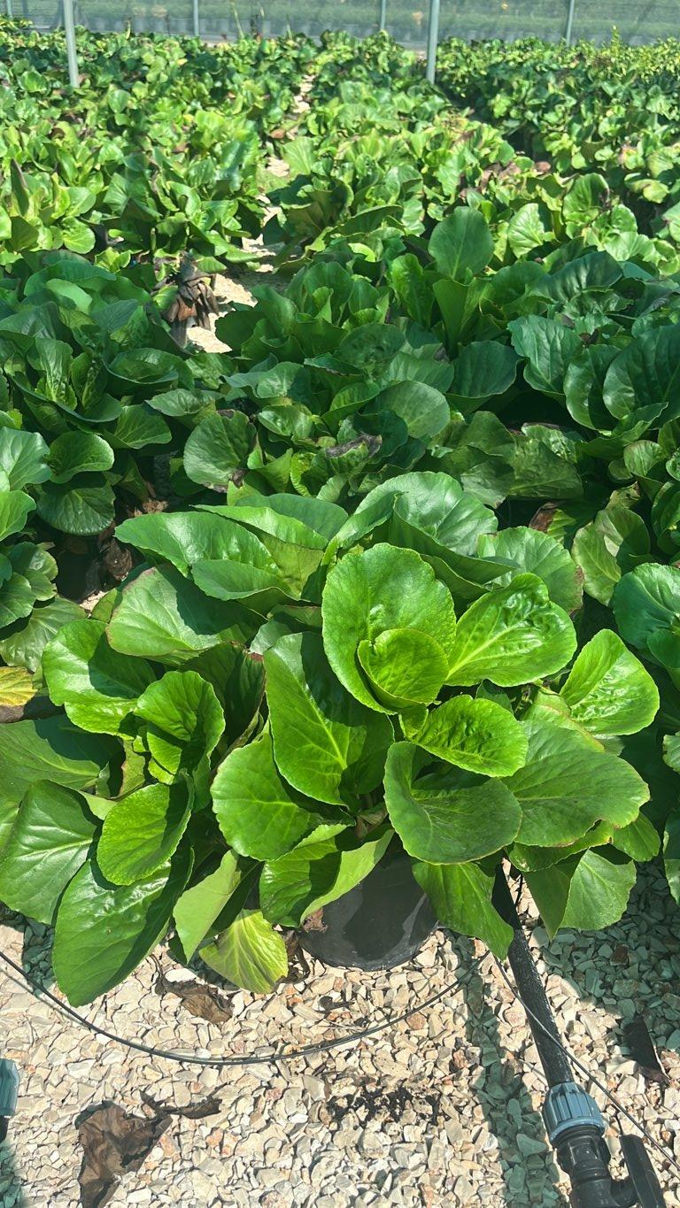 Bergenia Cordifolia — vaso 9 litri