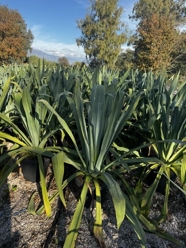 Beschorneria Yuccoides — vaso 30 litri