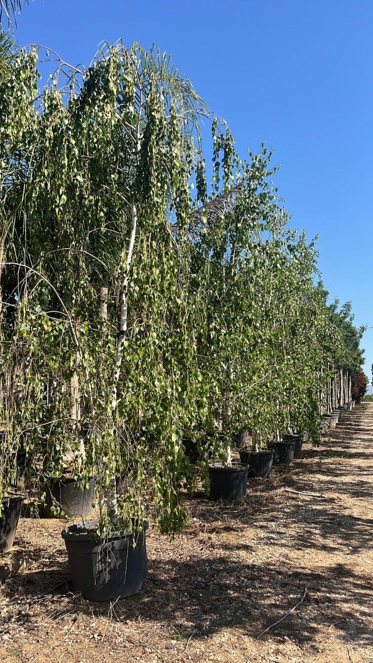 Betula Pendula (Betulla bianca) — Cespuglio, altezza 300/350 cm, vaso 130 litri