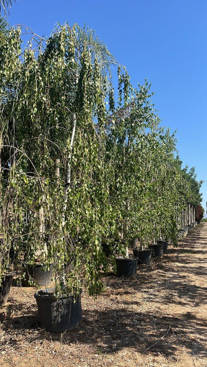 Betula Pendula (Betulla bianca) — Cespuglio, altezza 300/350 cm, vaso 130 litri