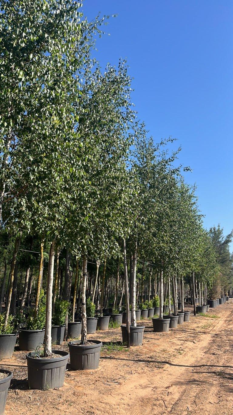 Betula Pendula (Betulla bianca) — Albero, circonferenza 18/20 cm, vaso 130 litri