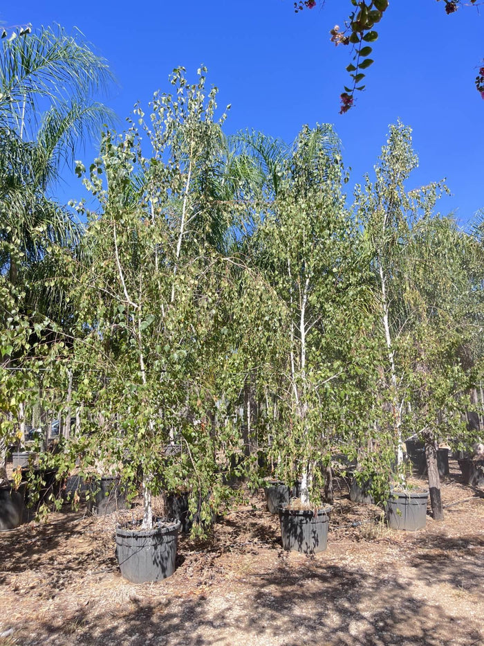 BETULA PENDULA Betulla bianca, Betulla pendula