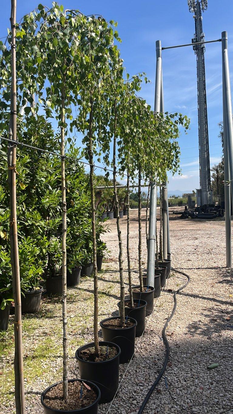 Betula Pendula Youngii (Betulla pendula) — Albero, circonferenza 8/10 cm, vaso 25 litri
