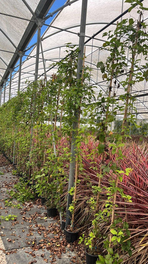 Bignonia Cherry — Rampicante, canna 200 cm, vaso 3 litri