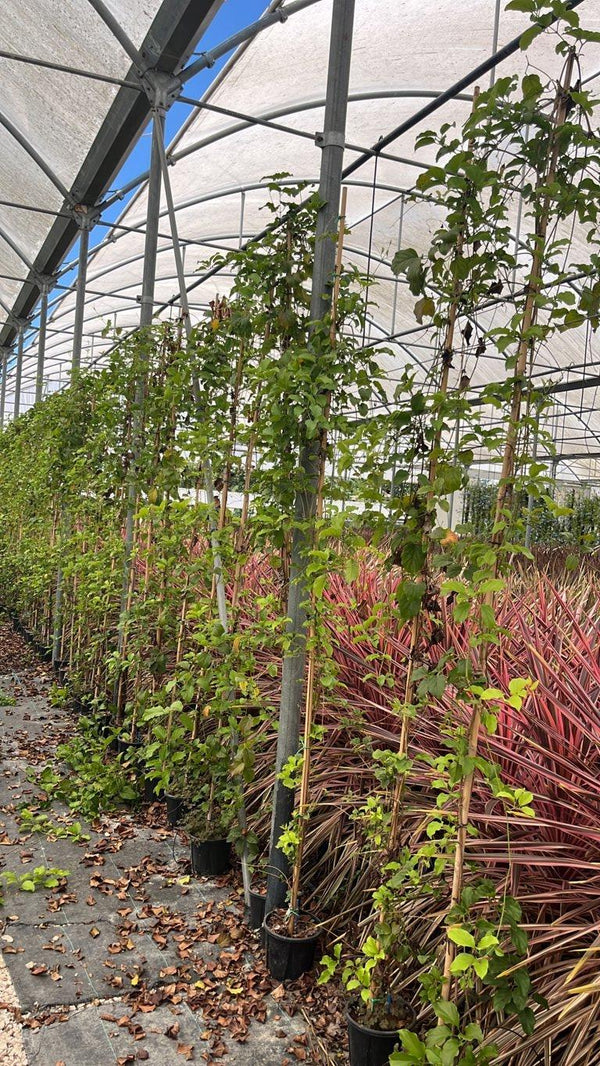 Bignonia Cherry — Rampicante, canna 200 cm, vaso 3 litri