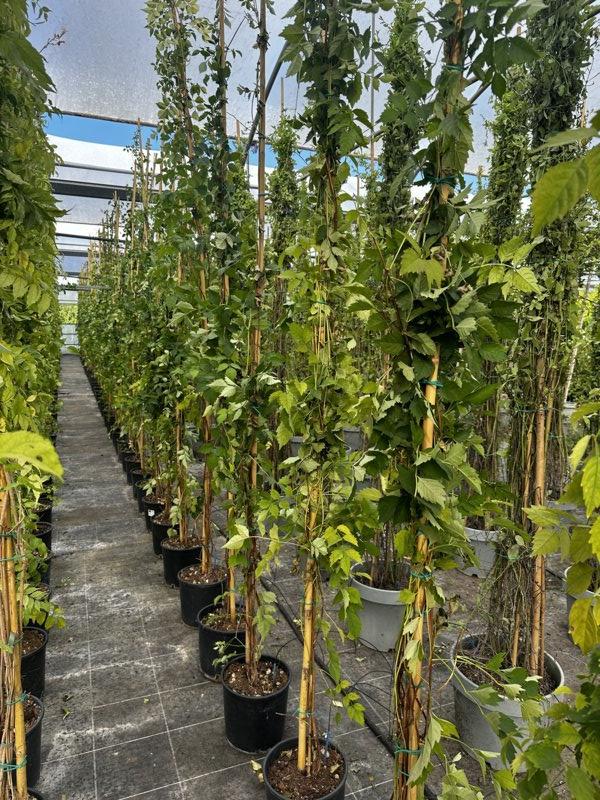 Bignonia Madame Galen — Rampicante, canna 300 cm, vaso 9 litri