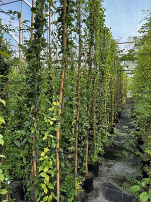 Bignonia Unguis Cati — Rampicante, canna 300 cm, vaso 9 litri