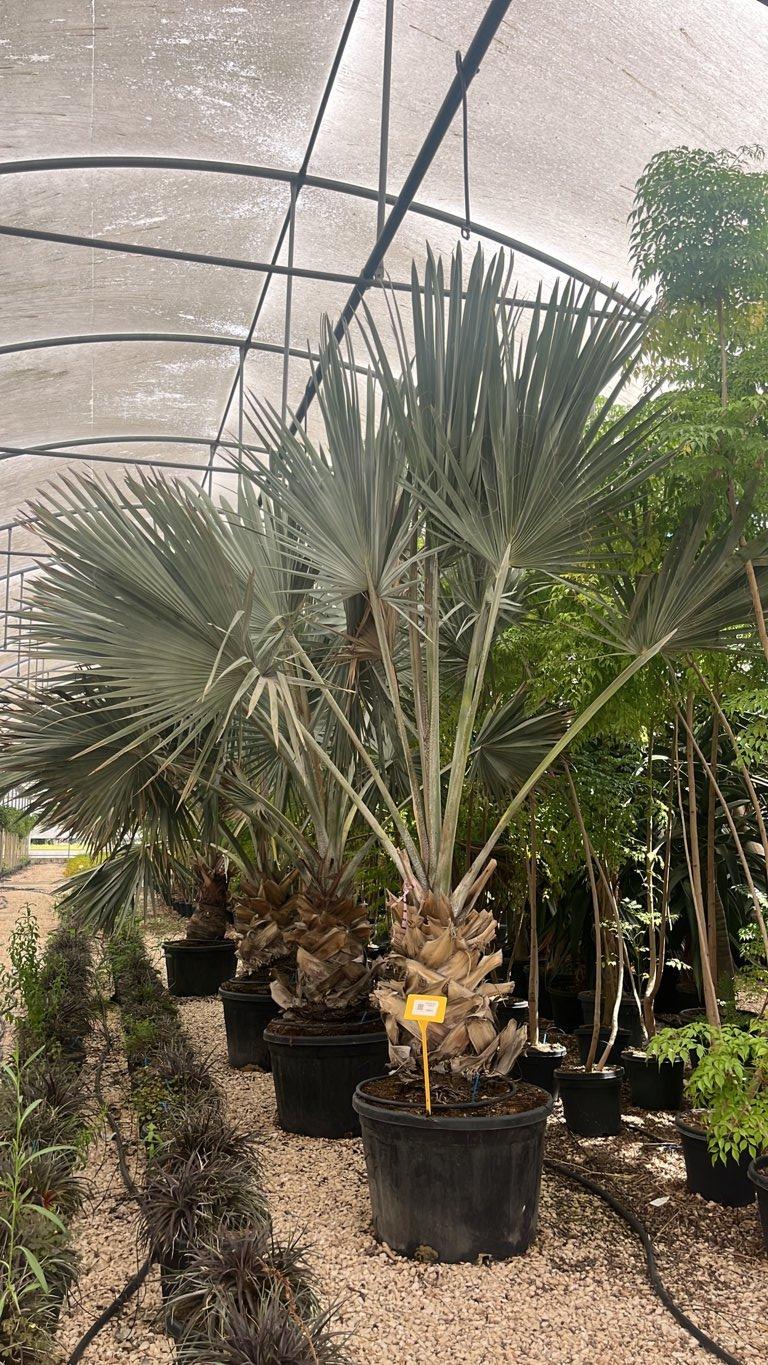 Bismarckia Nobilis (Palma argentata) — tronco altezza 75/100 cm, vaso 230 litri