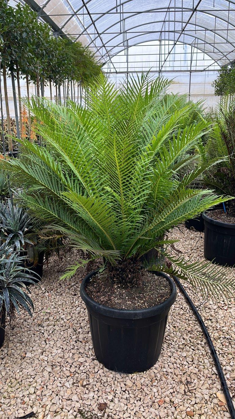 Blechnum Gibbum Silver Lady (Felce) — vaso 55 litri